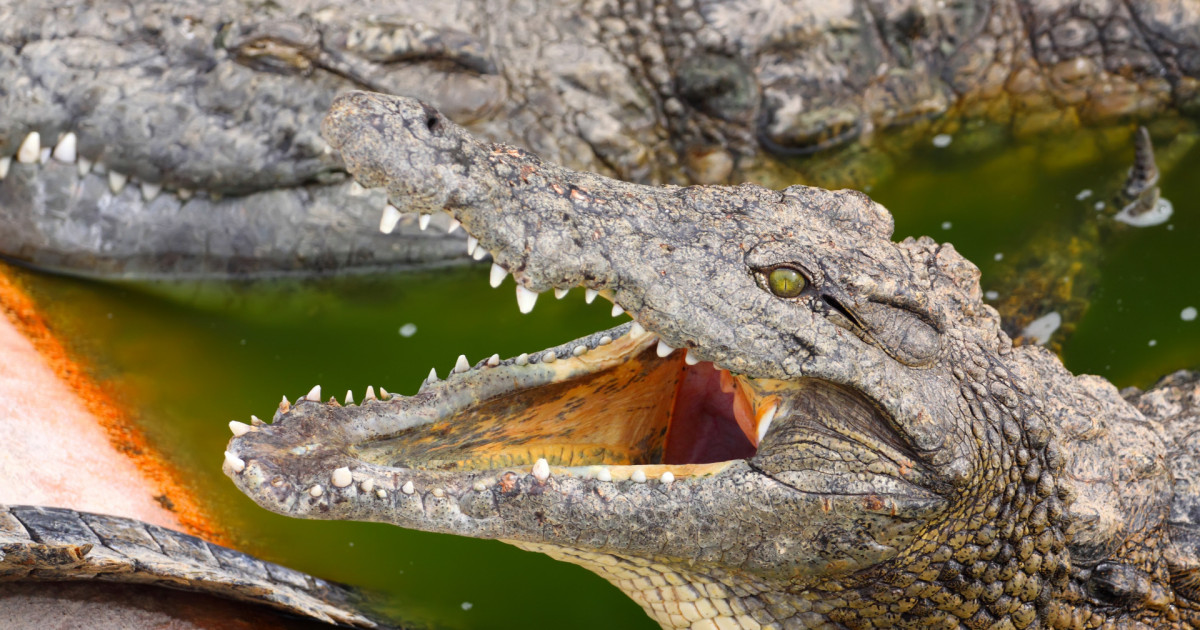 Encuentran la huella de un cocodrilo de 12 metros del Cretácico en Canadá