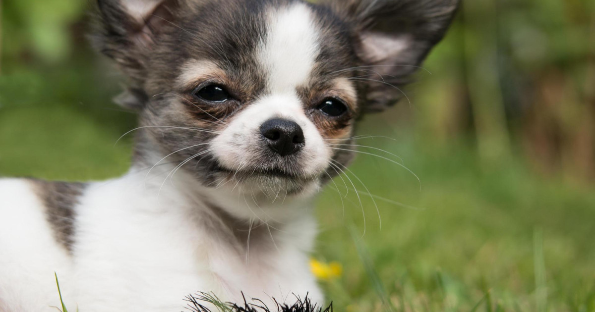 cuánto cuesta una cesárea de emergencia para un perro