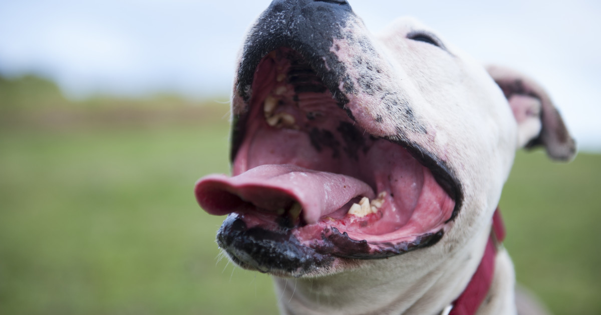 es ilegal que un perro ataque a otro perro