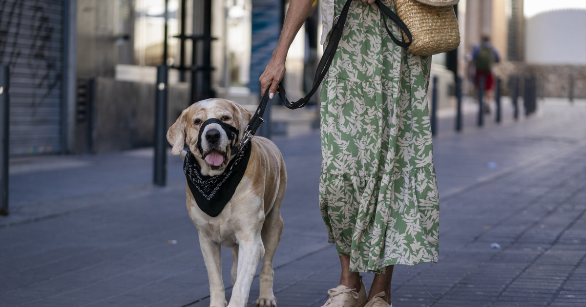 como hago para que mi perro deje de orinar en la acera