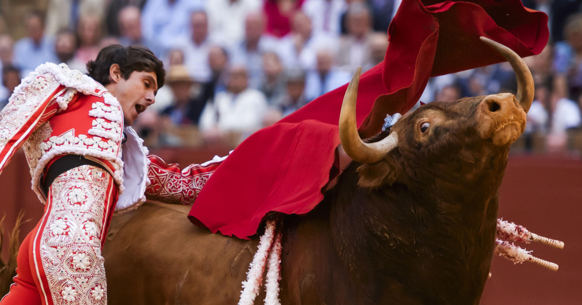 Los toros mansos también tienen su lidia