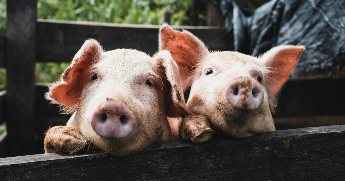 Avian influenza virus detected in pigs for the first time in the United States