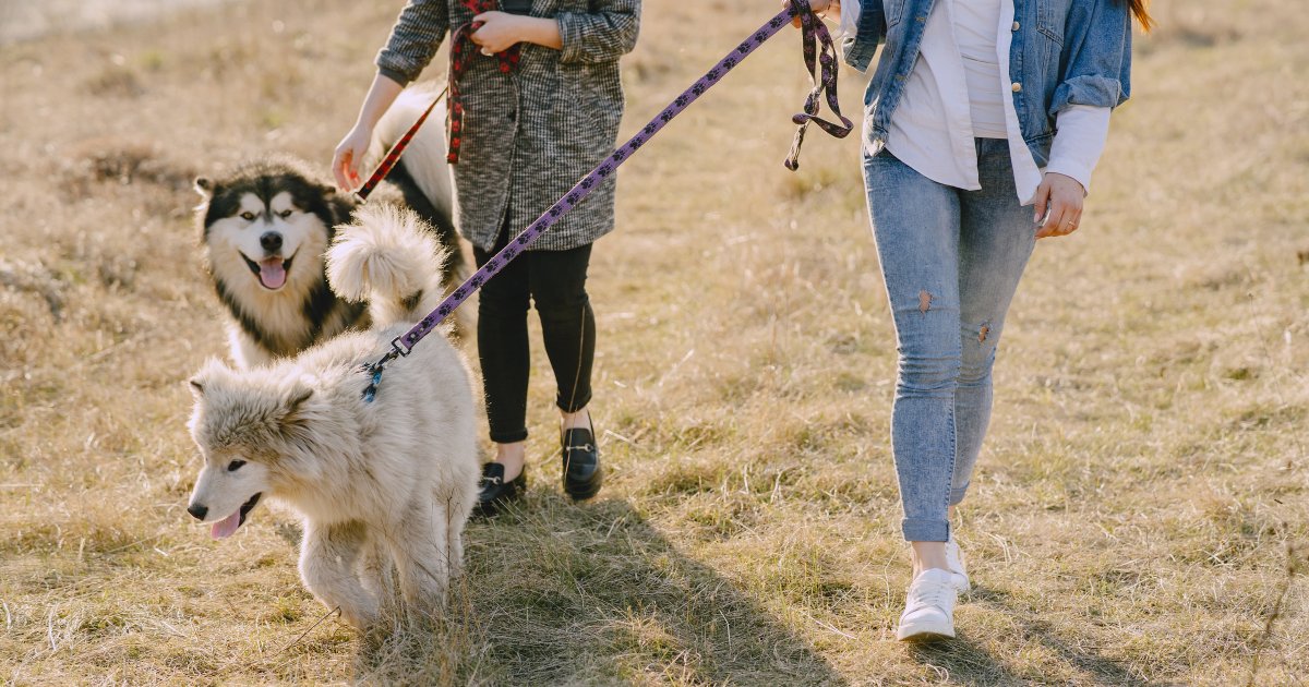 cuánto tiempo pasean los paseadores de perros