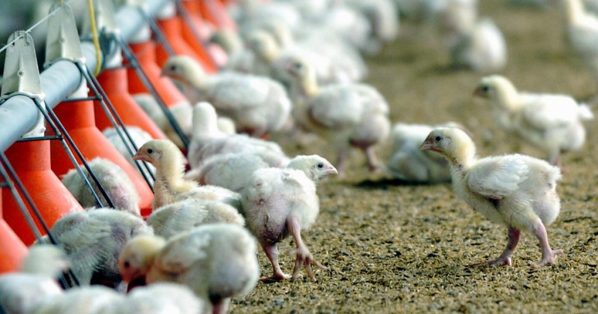 First person infected with bird flu in Canada remains in critical condition